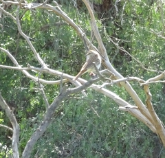 Cincloramphus mathewsi