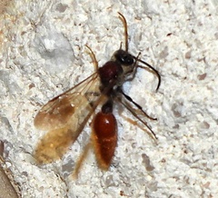 Sphaeropthalma imperialis