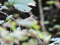 Empidonax difficilis