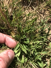 Brachyscome scapigera