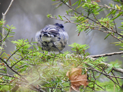 Setophaga nigrescens