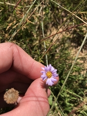 Brachyscome scapigera