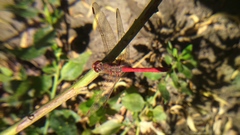 Sympetrum gilvum