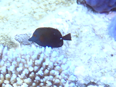 Zebrasoma scopas