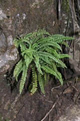 Asplenium viride