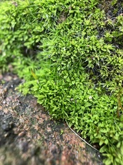 Tortula muralis muralis