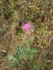 Centaurea scabiosa