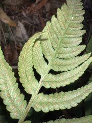 Deparia