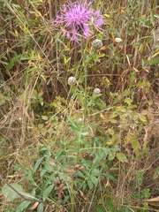 Centaurea scabiosa