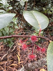 Xylosma hawaiensis