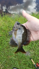 Lepomis macrochirus purpurascens