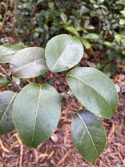 Xylosma hawaiensis