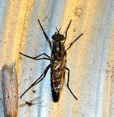 Ozodiceromyia
