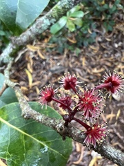 Xylosma hawaiensis