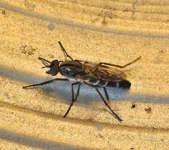 Ozodiceromyia