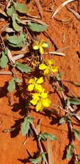 Goodenia glabra