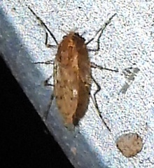 Chaoborus punctipennis