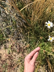 Brachyscome aculeata