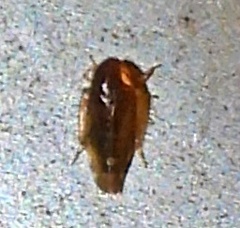 Xestocephalus