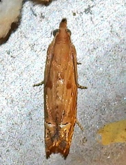 Eucosma