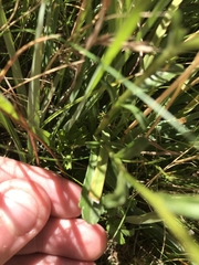 Brachyscome aculeata