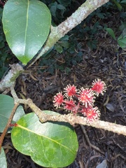 Xylosma hawaiensis