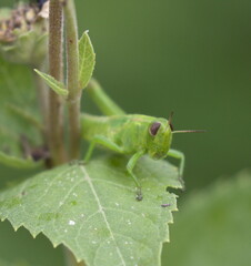 Melanoplus bivittatus