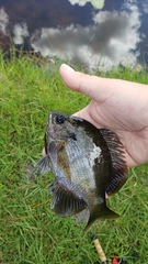 Lepomis macrochirus purpurascens