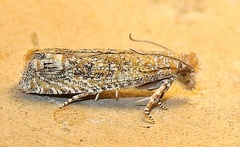 Pelochrista comatulana