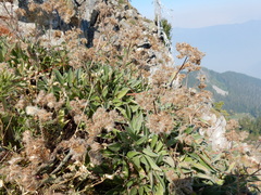 Phacelia leptosepala