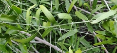 Salvadora oleoides