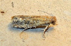 Pelochrista comatulana