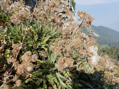 Phacelia leptosepala