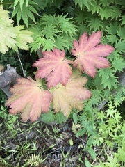 Acer japonicum