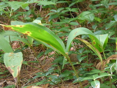 Convallaria majalis
