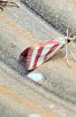 Microtheoris vibicalis