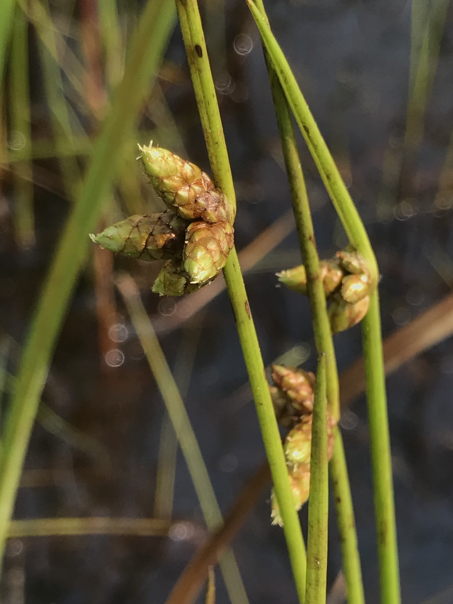 Schoenoplectiella purshiana