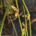 Weak-stalked Bulrush - Photo (c) Paul Marcum, some rights reserved (CC BY-NC), uploaded by Paul Marcum