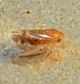 Xestocephalus
