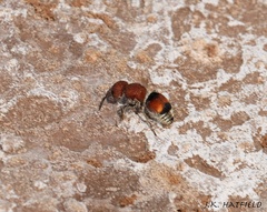 Pseudomethoca oceola