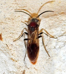 Sphaeropthalma imperialis
