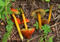 Hygrocybe conica