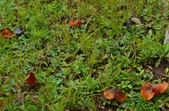 Hygrocybe conica