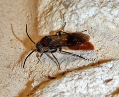 Sphaeropthalma imperialis
