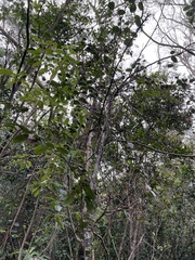 Xylosma hawaiensis