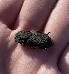 Phloeodes diabolicus