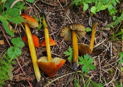 Hygrocybe conica