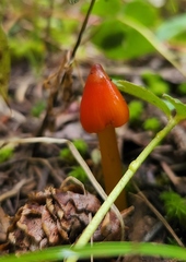 Hygrocybe conica