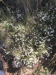 Rhodanthe anthemoides