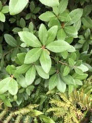 Quercus phillyreoides